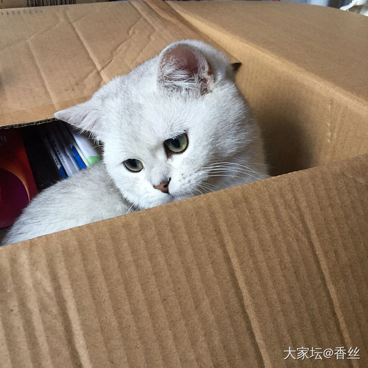 霸着不肯走了_猫