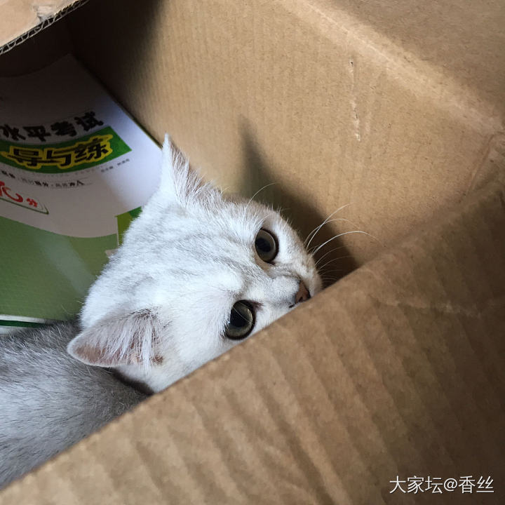 霸着不肯走了_猫