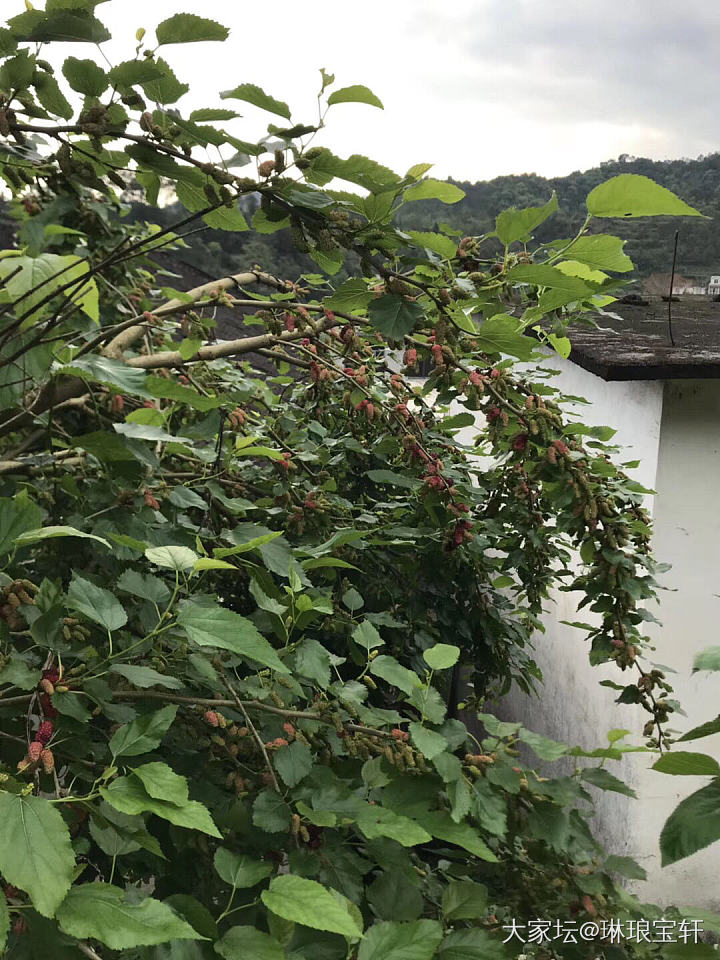 清明祭祖，大山寻宝_闲聊