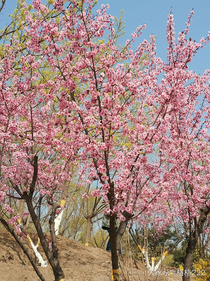 春天的小尾巴_手饰蜜蜡和田玉翡翠