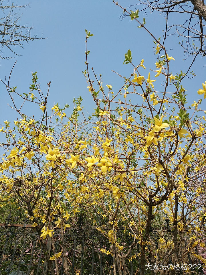 春天的小尾巴_手饰蜜蜡和田玉翡翠