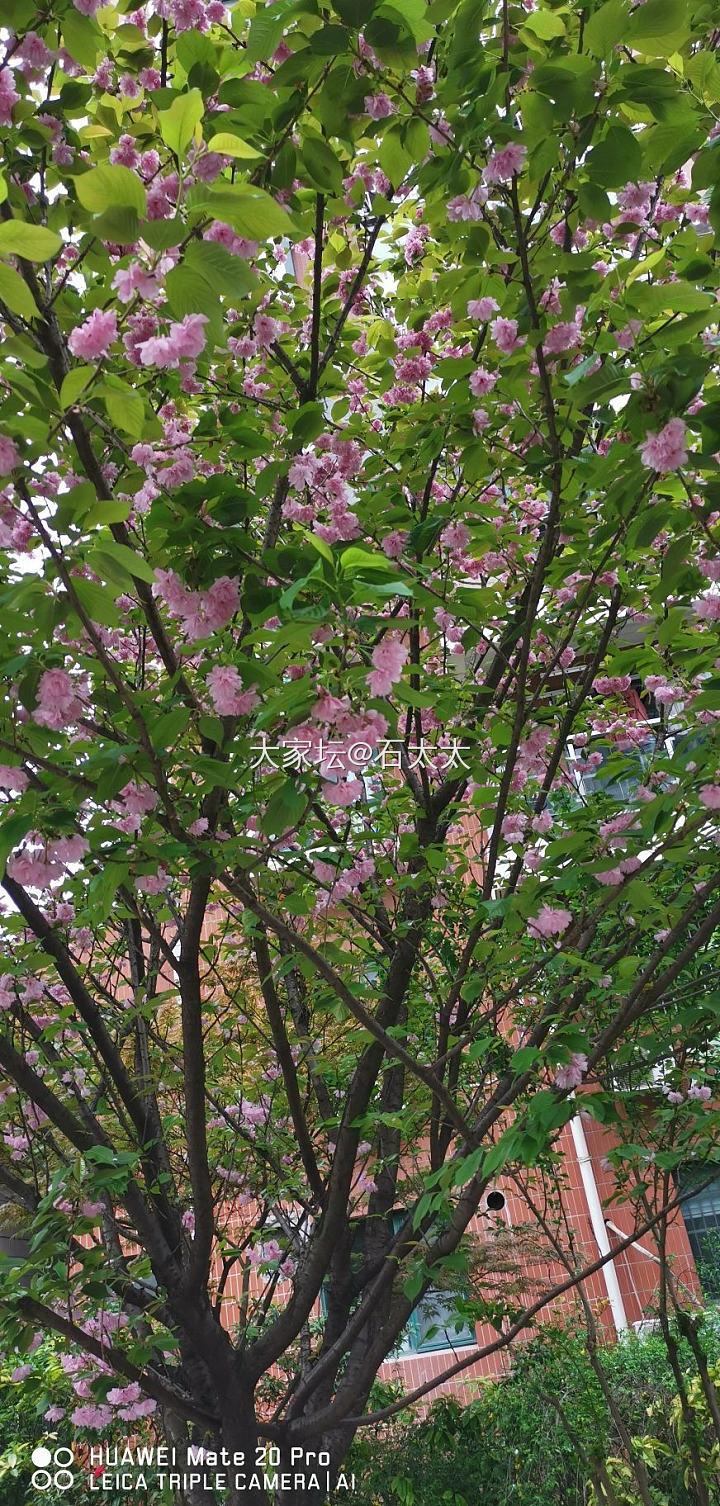 这是什么树_植物