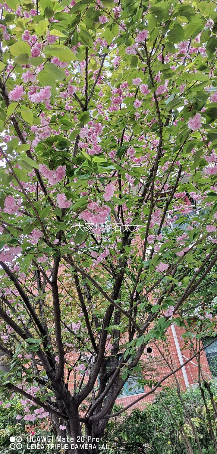 这是什么树_植物