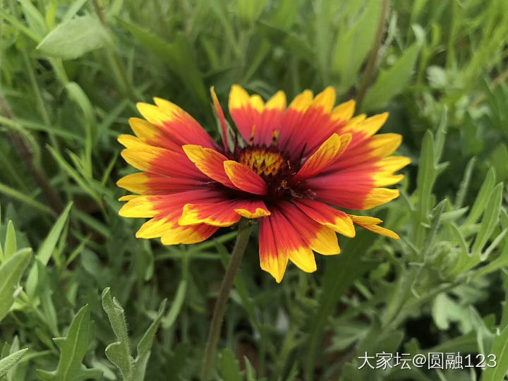 最近拍的_花植物