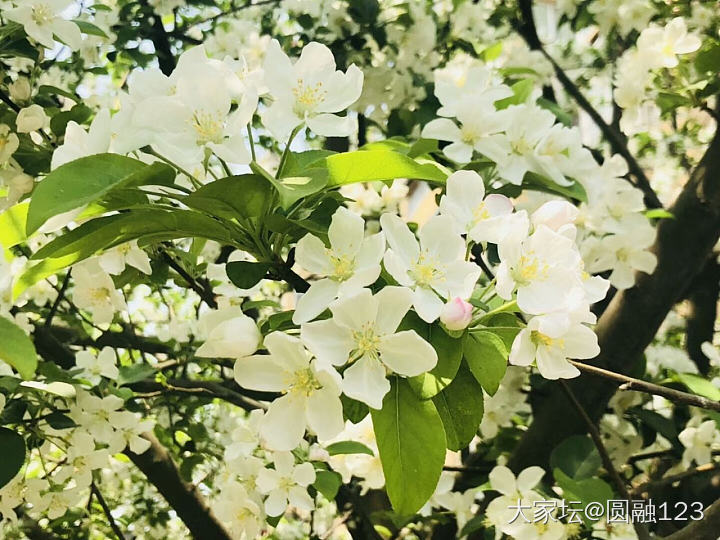 最近拍的_花植物