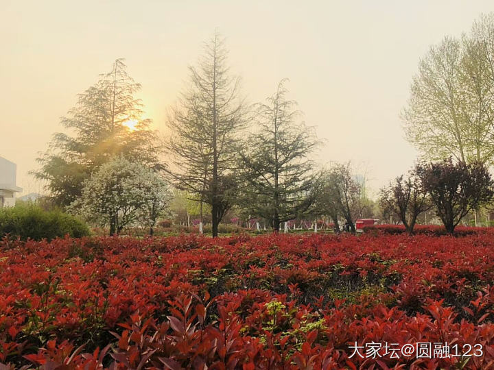 最近拍的_花植物