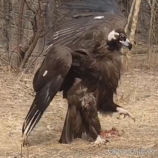 国宝丹顶鹤是个蠢萌_观赏鸟闲聊