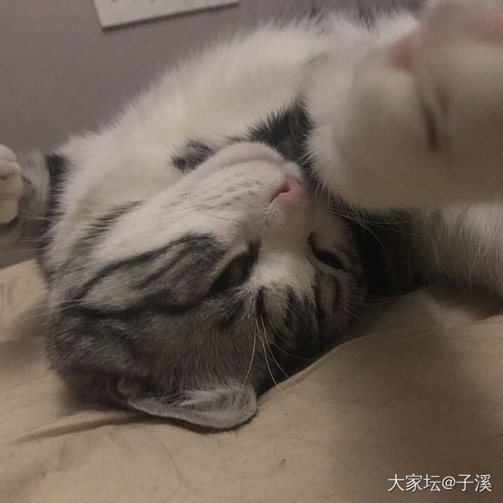 云吸猫_猫宠物