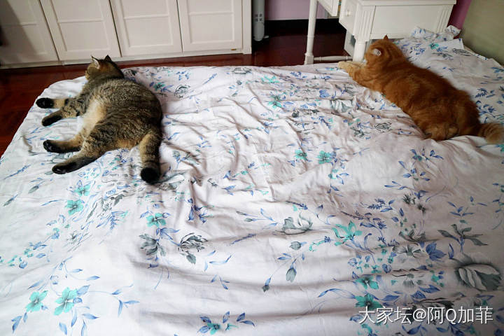 一个床头一个床尾，一定是又吵架了_猫