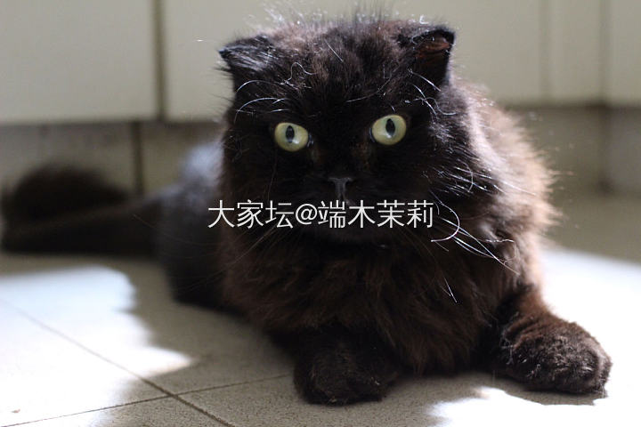 猫的价格_猫