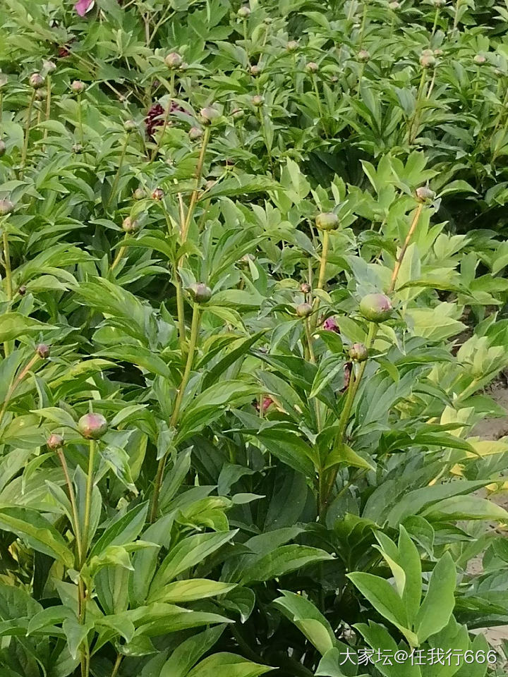 牡丹和芍药的区分，牡丹叶子大，没有芍药叶子油性大。_植物