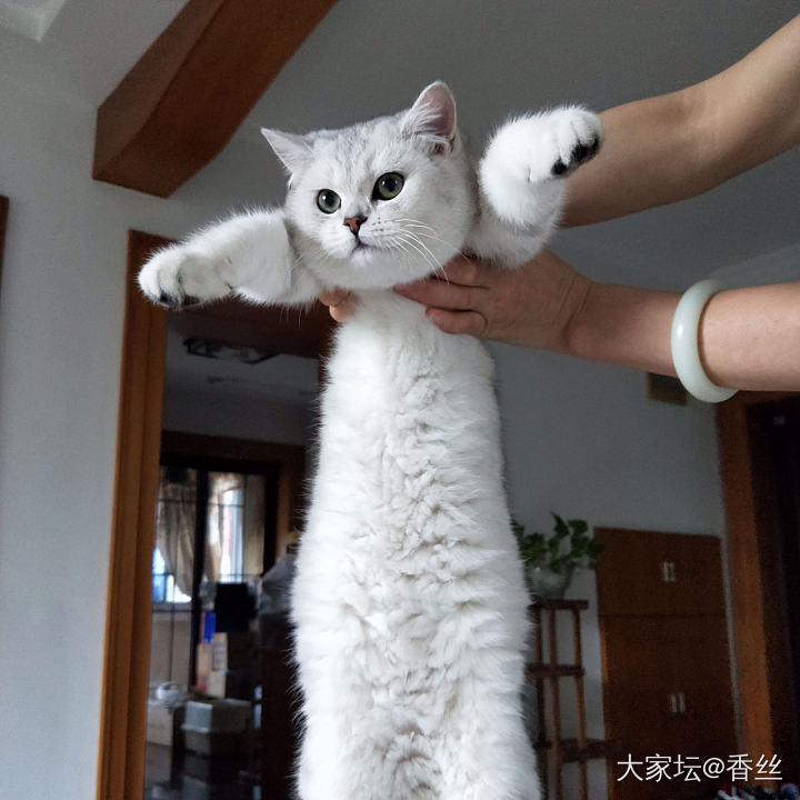 哥哥真不如弟弟_猫