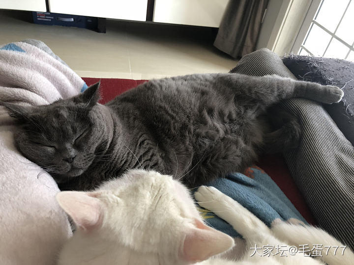 慵懒的小家伙们_猫