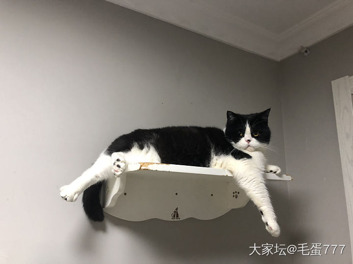 慵懒的小家伙们_猫