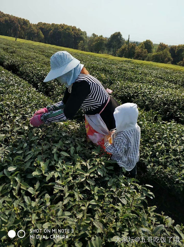 普洱茶的都快喝不起了_茶叶