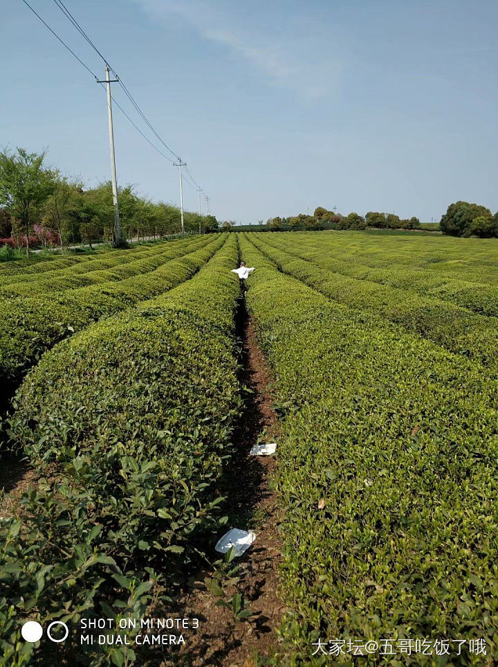 普洱茶的都快喝不起了_茶叶