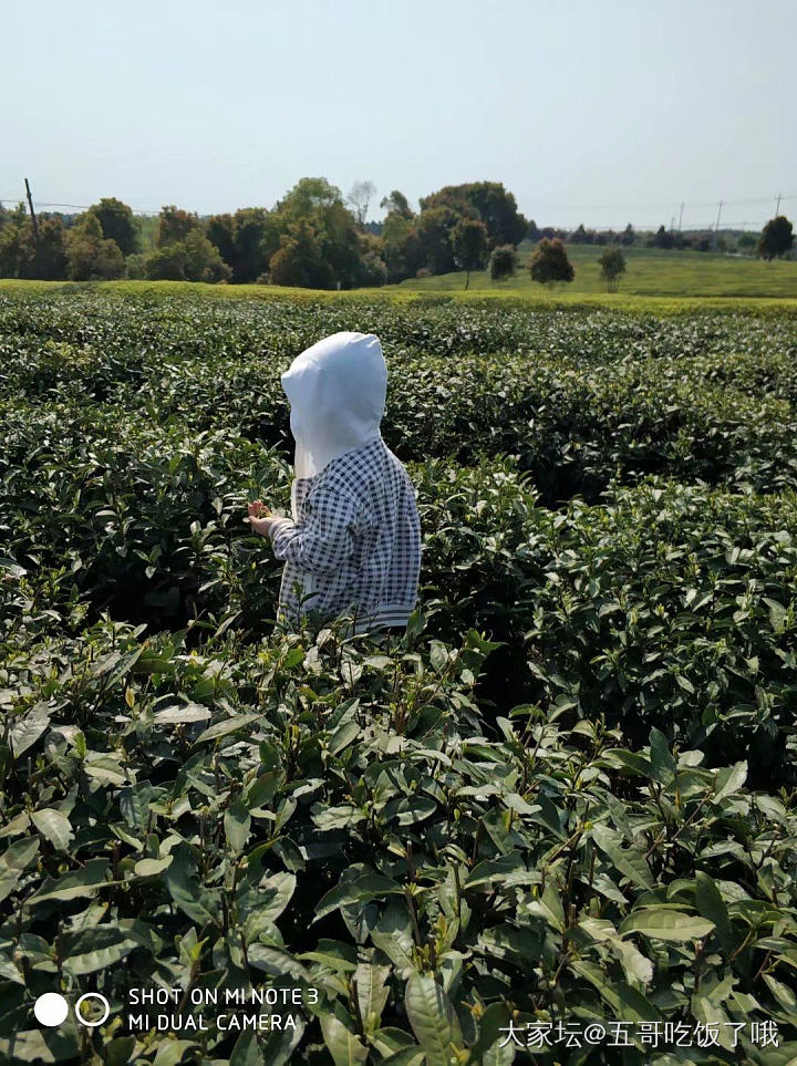 普洱茶的都快喝不起了_茶叶