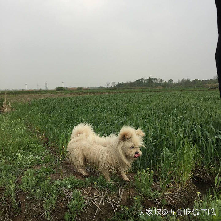 普洱茶的都快喝不起了_茶叶