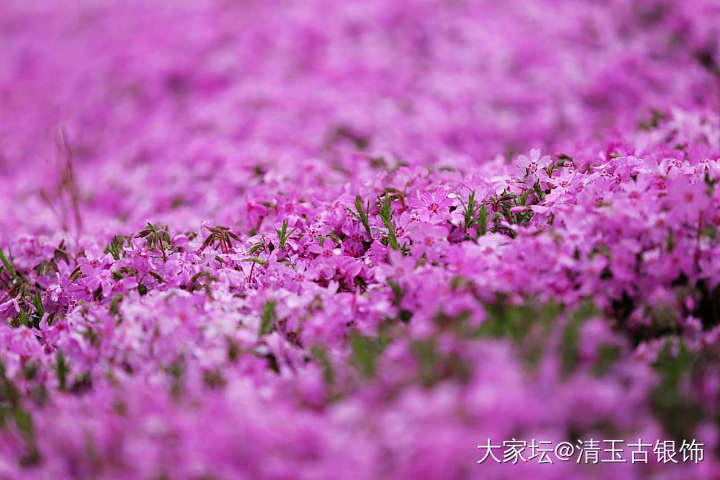 小区附近的花开了，正好带了手机，随便拍几张_花植物