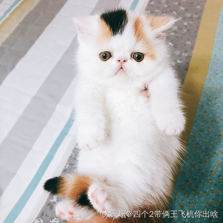 三花妹妹现在已经胖嘟嘟了。大脸蛋子 已经出来了。_猫