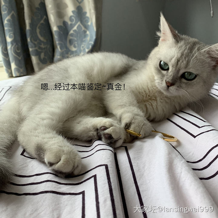 喵子说：我帮你验验金_猫金