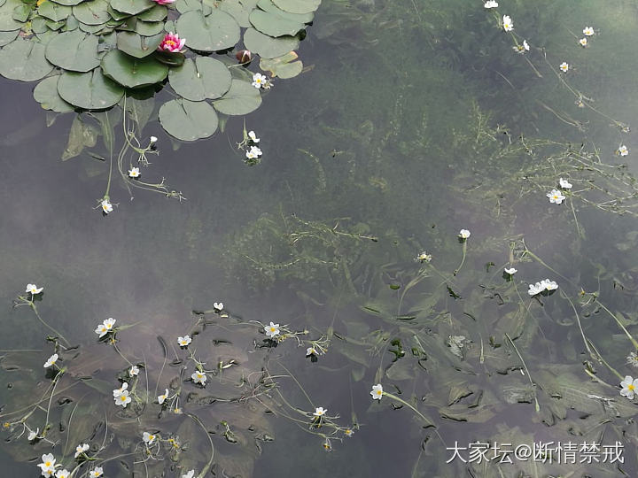 睡莲中间还有海菜（水性杨花）😘_水生植物植物