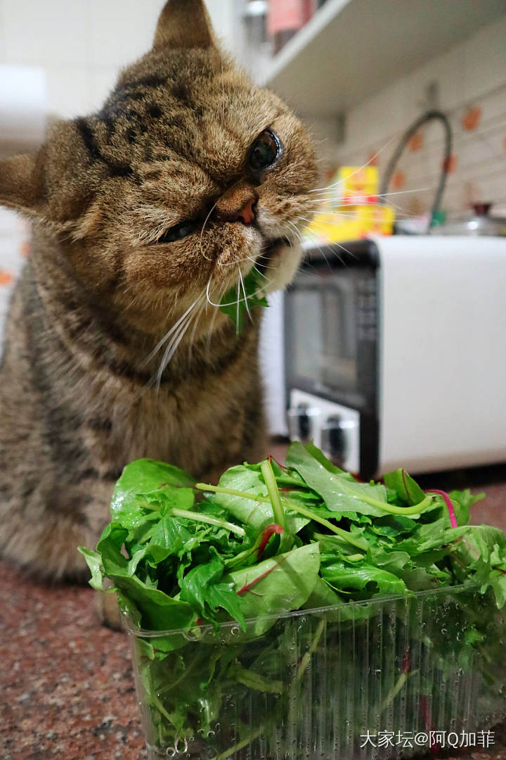 专心吃菜_猫宠物