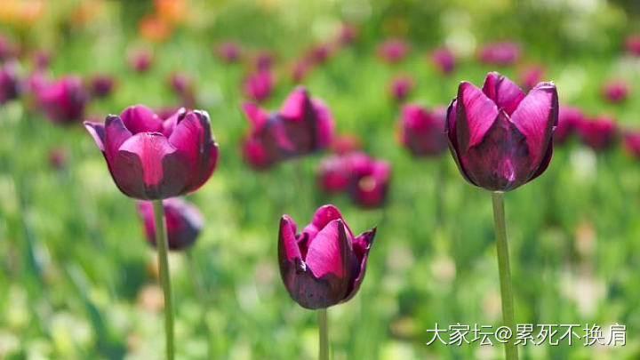 雨后天晴的花园_花