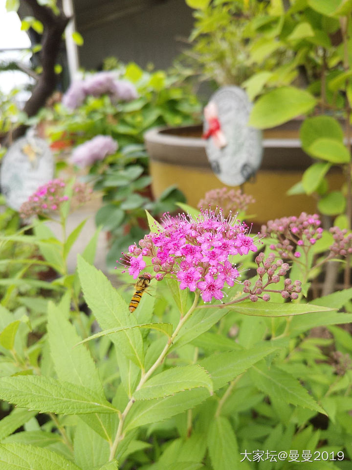 招蜂引蝶_昆虫植物