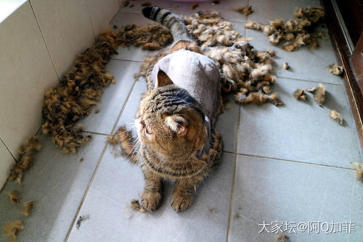 剃完马上小了一个号_猫宠物