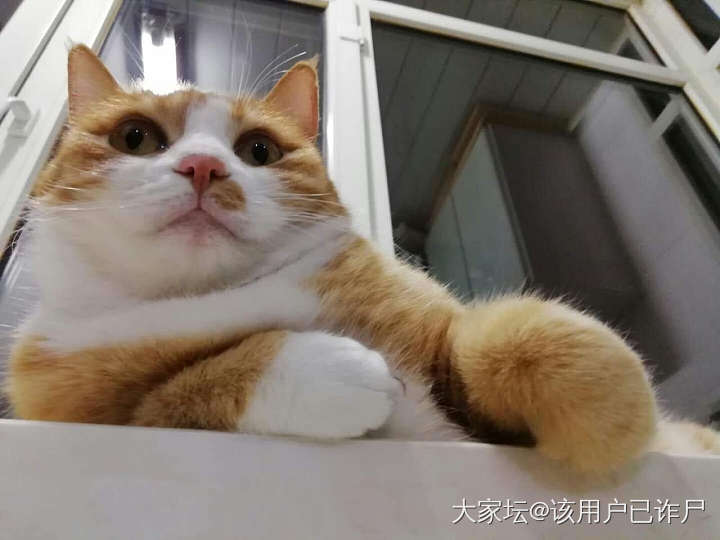 宋人是如何“吸猫”的？（转载）_猫