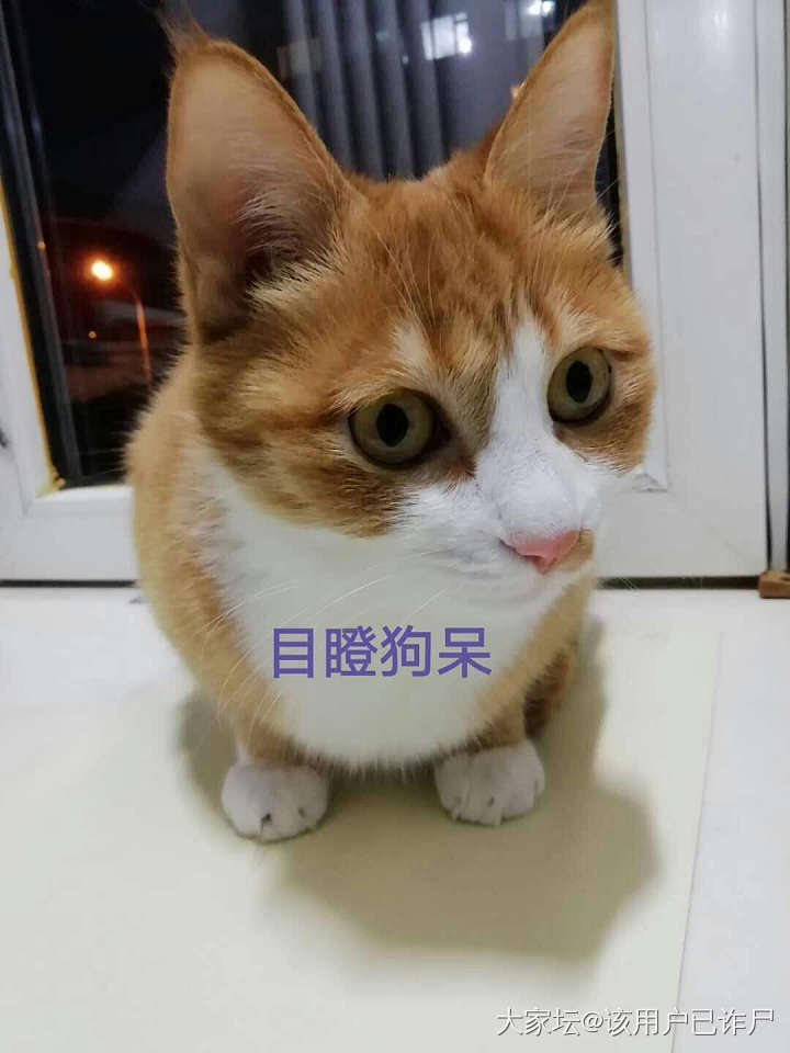 宋人是如何“吸猫”的？（转载）_猫