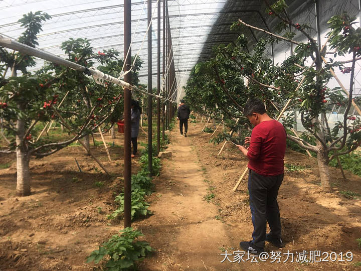 烟台大樱桃_水果