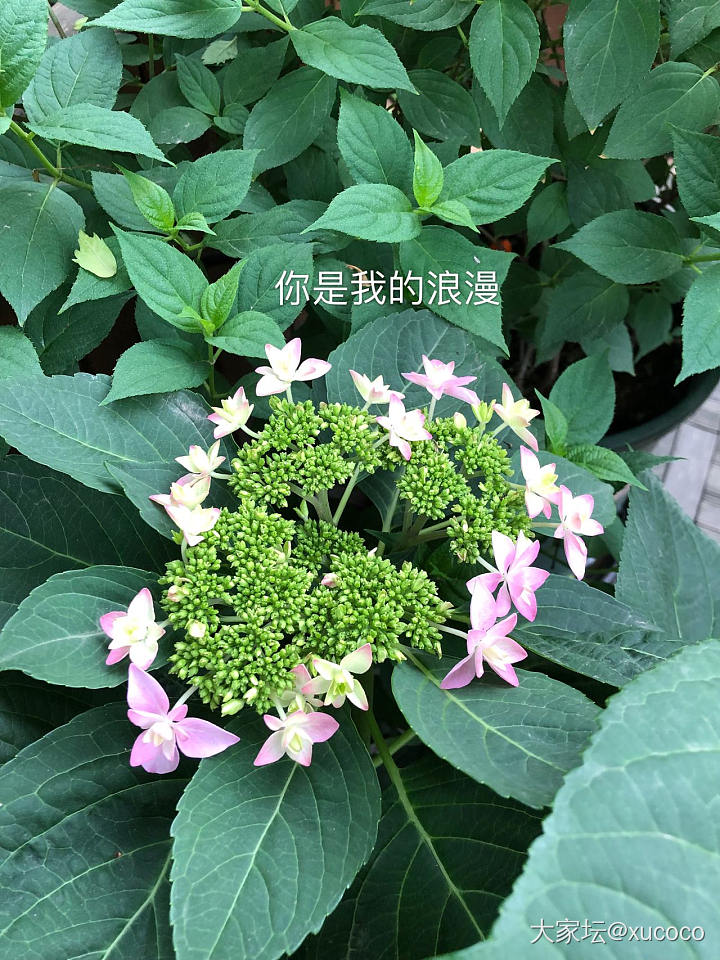 又来得瑟了（绣球专题）_花