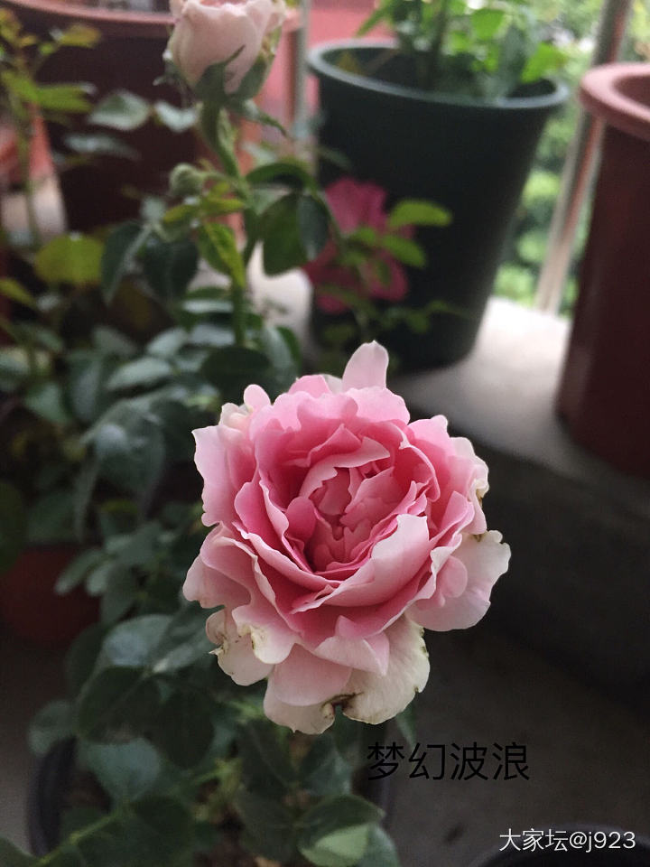 请坛子里各位种花大神来_植物