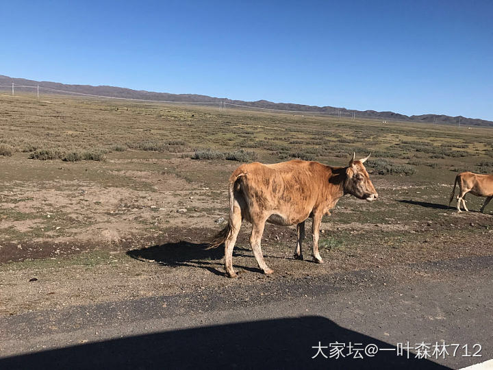 霍尔果斯出口岸，哈萨克斯坦逛一圈。
神秘的内陆国，资源丰富，地广人稀～_旅游