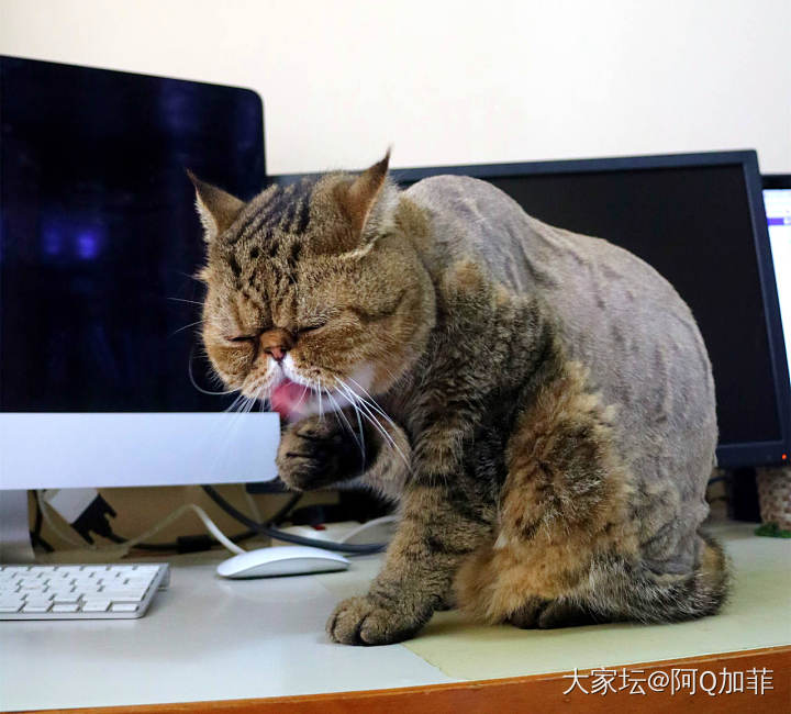 这么丑还有人想看吗_猫