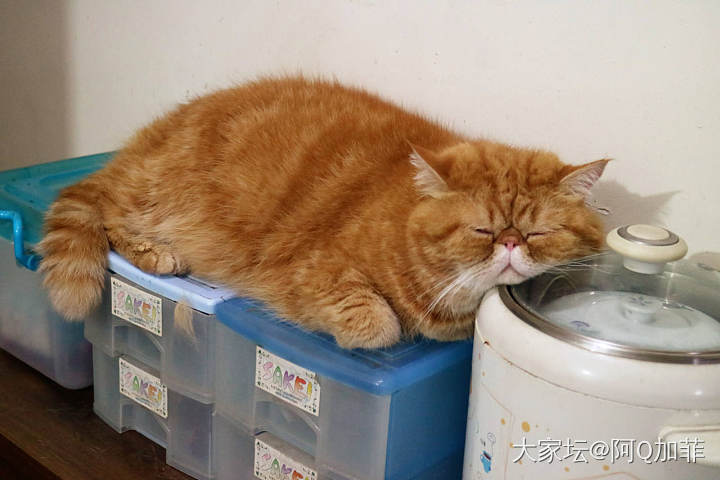 好像真的受到刺激了_猫宠物