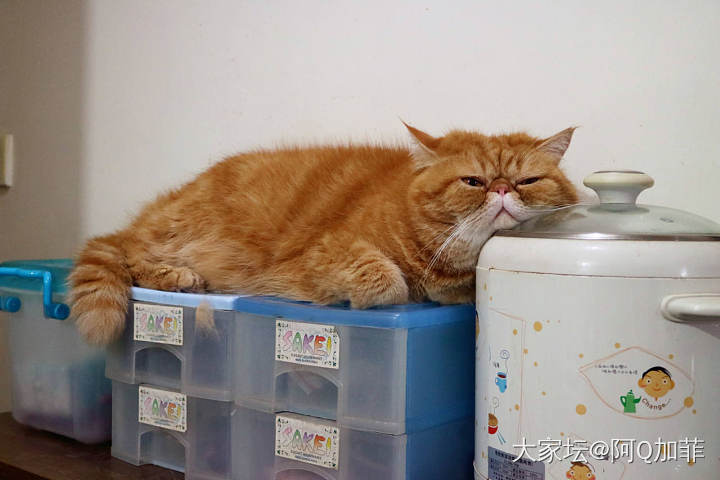 好像真的受到刺激了_猫宠物