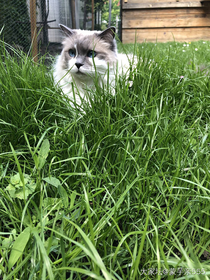 说流浪的估计也有人信_猫