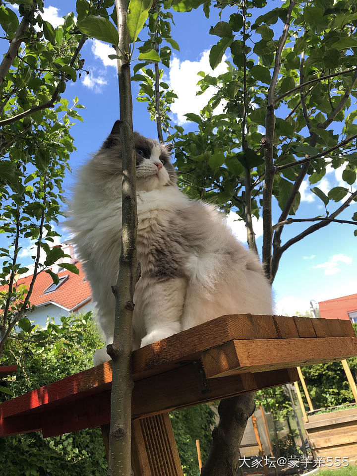 说流浪的估计也有人信_猫