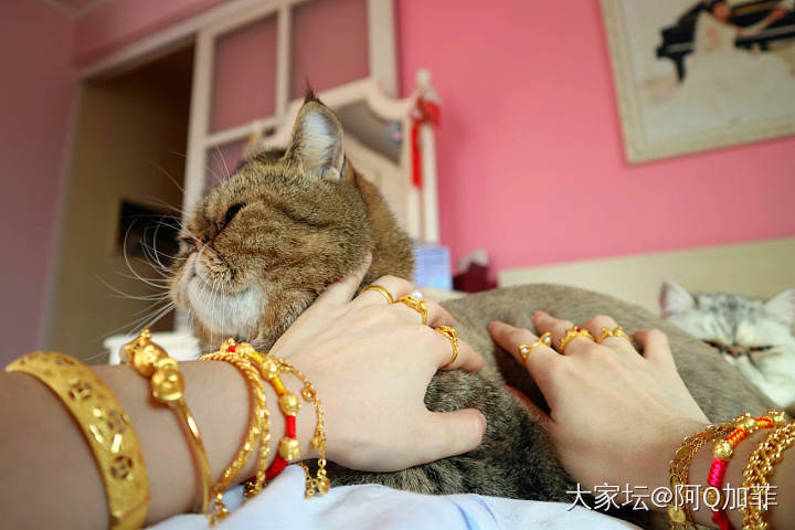 越来越喜欢金子_猫花金