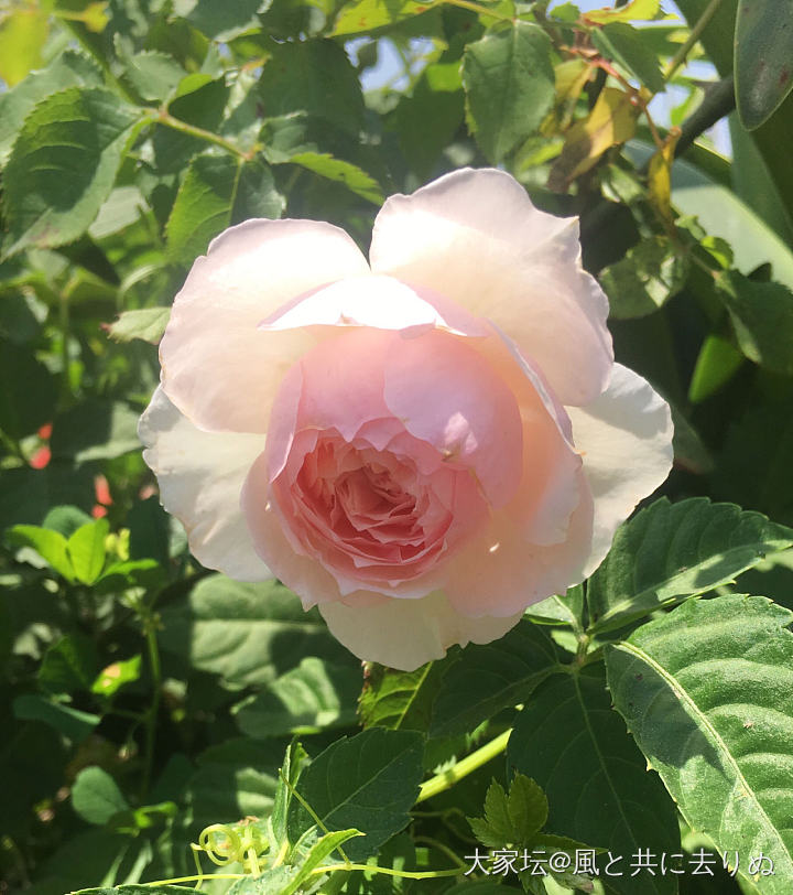 这个季节的粉色龙沙_花植物