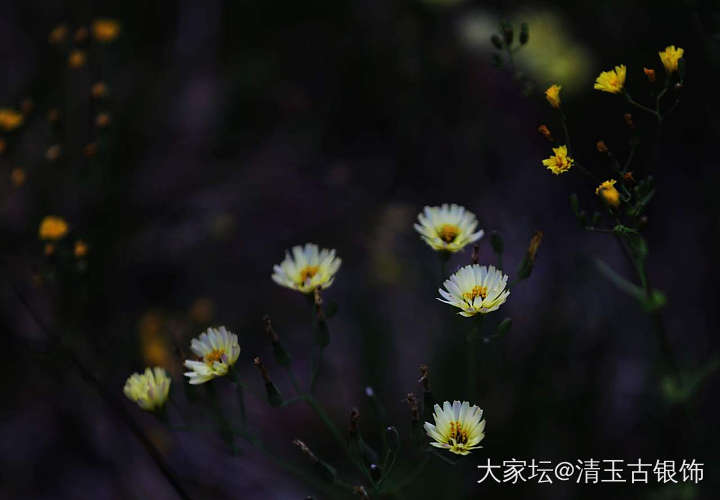 苦菜花
黄的，白的
像是星星
点缀在野草中
散发着她的芬芳
渲染着绿的草
默默的..._花