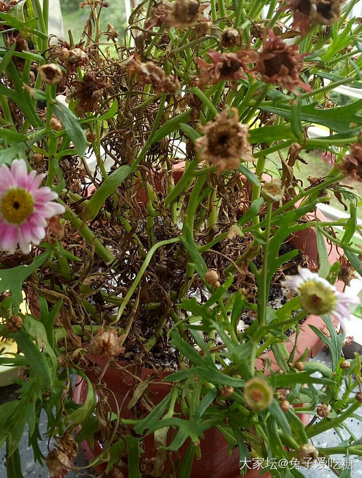 上个月买的一盆花又被我养死了_花植物