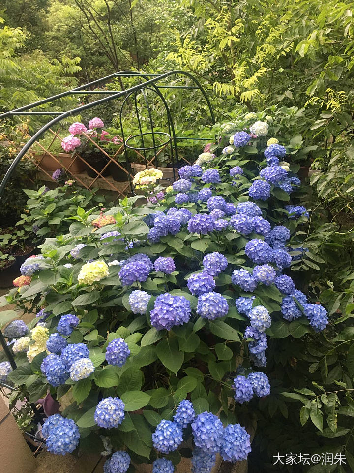 南方的雨季，很好，又可以偷懒不浇花了。_花