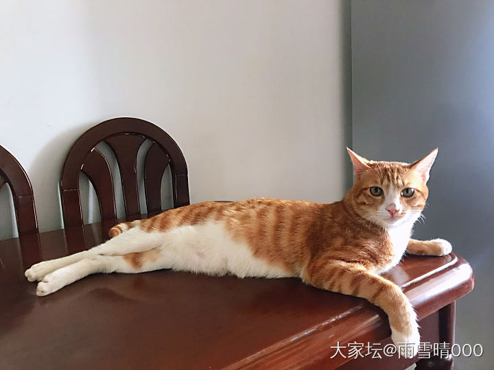 肆无忌惮啊_猫