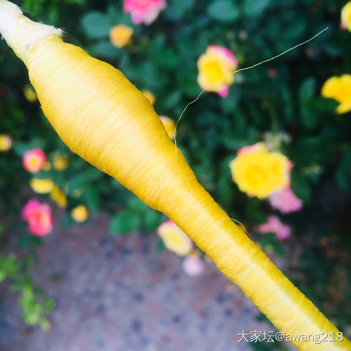 和🐯仔好说歹说，允许拿几个蚕茧试试。
煮水，抽丝，缠绕，娘俩猫在厨房捣鼓半天，总..._蚕