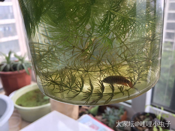 养鱼连续剧：鱼归鱼，莲归莲_水生植物水族类