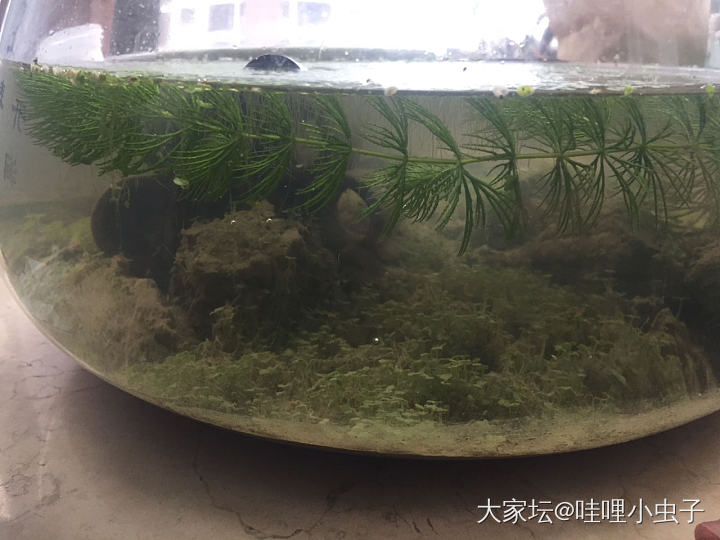 养鱼连续剧：鱼归鱼，莲归莲_水生植物水族类